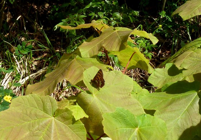 Farfalle della Val Nerina (e dintorni)